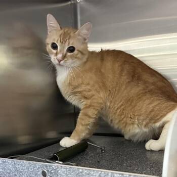 GARFIELD -  Domestic Short Hair Cat for Adoption in Greensboro, North Carolina - GARFIELD | PetCurious