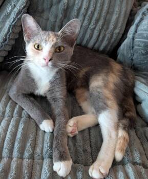 Keko -  Domestic Short Hair Cat for Adoption in Kansas City, Missouri - Keko | PetCurious