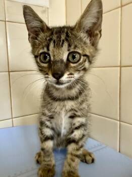 Duke Caboom -  Domestic Short Hair Cat for Adoption in San Antonio, Texas - Duke Caboom | PetCurious