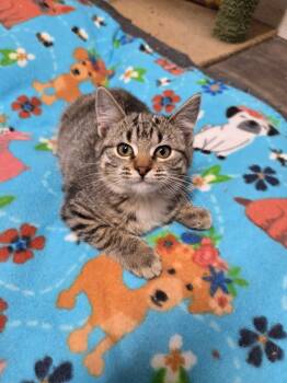 Rescue Domestic Short Hair Cats for Adoption in Spencer, Iowa - Harley | PetCurious