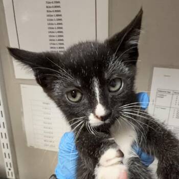 Coco -  Domestic Short Hair Cat for Adoption in Yuma, Arizona - Coco | PetCurious