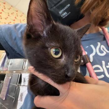 Macaw -  Domestic Short Hair Cat for Adoption in Chicago, Illinois - Macaw | PetCurious