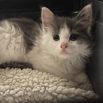 Rescue Domestic Long Hair and Maine Coon Cats for Adoption in Roslyn Heights, New York - Kaleidoscope | PetCurious