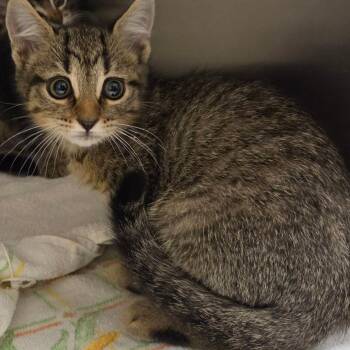 Cookie Crisp -  Domestic Short Hair Cat for Adoption in Asheville, North Carolina - Cookie Crisp | PetCurious