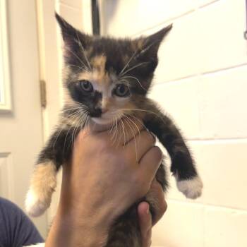 Tortuga -  Domestic Short Hair Cat for Adoption in Albert Lea, Minnesota - Tortuga | PetCurious