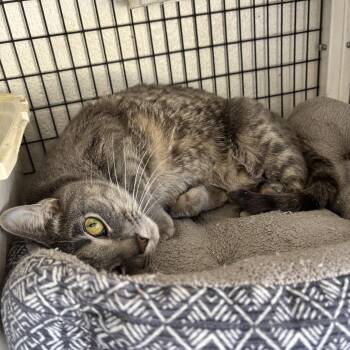 Domestic Short Hair Cats Available for Adoption in White Cloud, Michigan - Baron | PetCurious
