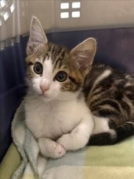 DINAH -  Domestic Short Hair Cat for Adoption in Tracy, California - DINAH | PetCurious