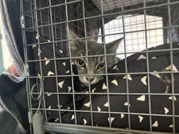Rescue Domestic Medium Hair Cats for Adoption in Pasadena, California - A525271 | PetCurious