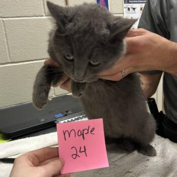 Calgary -  Domestic Short Hair Cat for Adoption in Bristol, Indiana - Calgary | PetCurious