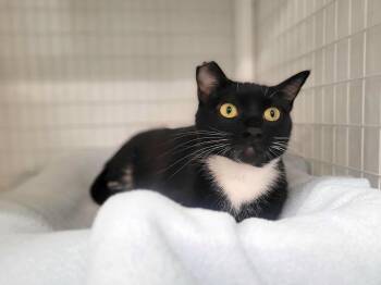 Domestic Short Hair Cats Available for Adoption in Kirkland, Washington - Annie | PetCurious