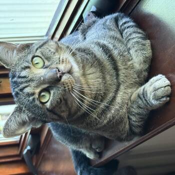 Chester -  Tabby Cat for Adoption in Medford, Massachusetts - Chester | PetCurious