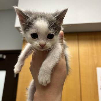 Bob -  Domestic Short Hair Cat for Adoption in Durango, Colorado - Bob | PetCurious