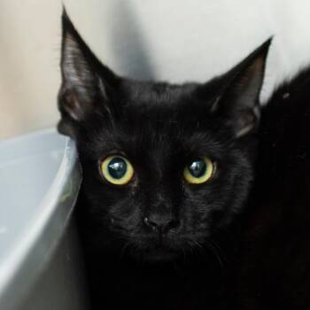 Stormy -  Domestic Short Hair Cat for Adoption in Middletown, Rhode Island - Stormy | PetCurious