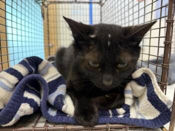 ABBIE -  Domestic Short Hair Cat for Adoption in Loveland, Colorado - ABBIE | PetCurious