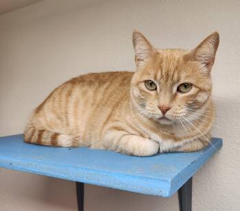Rescue Domestic Short Hair Cats for Adoption in Yarnell, Arizona - KiKi | PetCurious