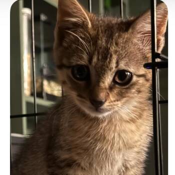Jack -  Domestic Short Hair Cat Available for Adoption in Allen, Texas - Jack | PetCurious