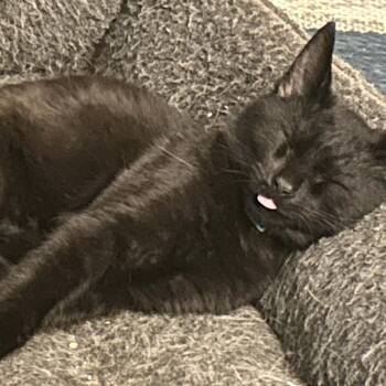 Domestic Short Hair Cats Available for Adoption - Carl | PetCurious