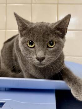 Willow -  Domestic Short Hair Cat for Adoption in San Antonio, Texas - Willow | PetCurious