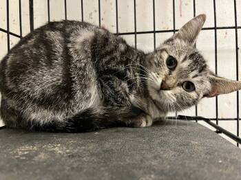 Rescue Domestic Short Hair Cats for Adoption in Ontario, California - Lenore | PetCurious