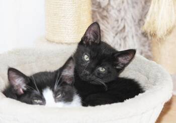 Poppy -  Domestic Short Hair Cat for Adoption in Alameda, California - Poppy | PetCurious