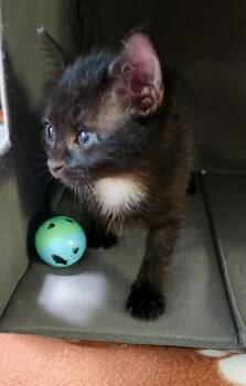 Molasses -  Domestic Short Hair Cat for Adoption in Fruit Heights, Utah - Molasses | PetCurious