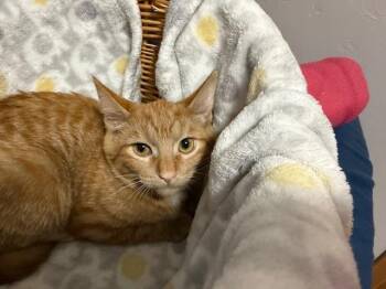 Rescue Domestic Short Hair Cats for Adoption in Stoughton, Wisconsin - Quibble | PetCurious
