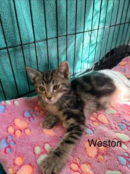 Weston -  Domestic Short Hair Cat for Adoption in Heber City, Utah - Weston | PetCurious