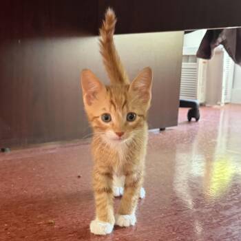 Domestic Short Hair Cats Available for Adoption in Peconic, New York - Cheese | PetCurious