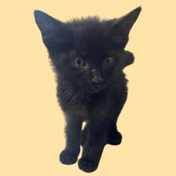Rescue Domestic Short Hair Cats for Adoption in Tuscaloosa, Alabama - McCrispy | PetCurious