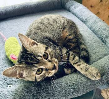 Remi - super social kitten sure to steal your heart -  Tabby Cat for Adoption in Lemoyne, Pennsylvania - Remi - Super Social Kitten Sure To Steal Your Heart | PetCurious