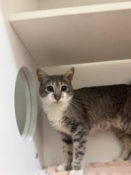 Tambourine -  Domestic Short Hair Cat for Adoption in Harbor Springs, Michigan - Tambourine | PetCurious
