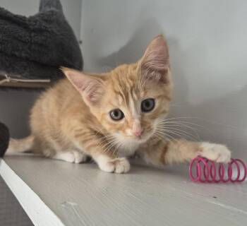 Sunkist -  Domestic Short Hair Cat for Adoption in Salisbury, North Carolina - Sunkist | PetCurious