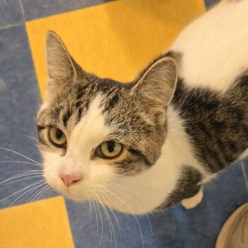 Rescue Domestic Short Hair Cats for Adoption in Tawas City, Michigan - Scotty | PetCurious