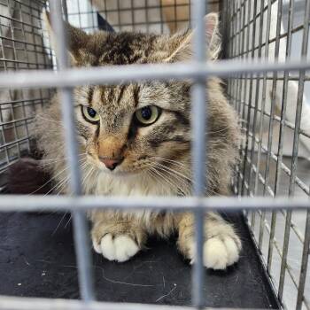 Domestic Medium Hair Cats Available for Adoption - Matty B | PetCurious