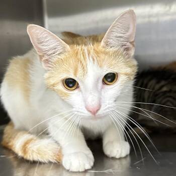 Solar -  Domestic Short Hair Cat for Adoption in Corbin, Kentucky - Solar | PetCurious