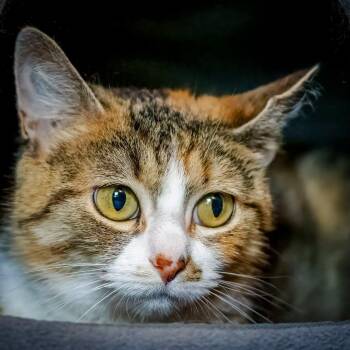 CECE -  Calico Cat for Adoption in Hanson, Massachusetts - CECE | PetCurious