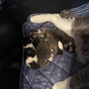 Thunder Cat -  Domestic Short Hair Cat for Adoption in Dekalb, Illinois - Thunder Cat | PetCurious