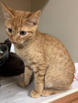 Recruit -  Domestic Short Hair Cat for Adoption in Chamblee, Georgia - Recruit | PetCurious