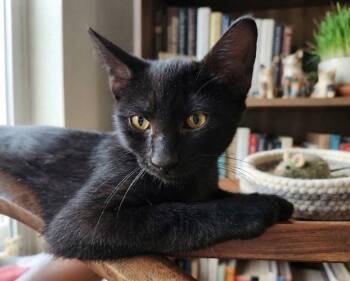 Tar -  Domestic Short Hair Cat for Adoption in Fort Myers, Florida - Tar | PetCurious