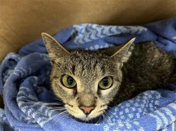 LORI -  Domestic Short Hair Cat for Adoption in San Antonio, Texas - LORI | PetCurious