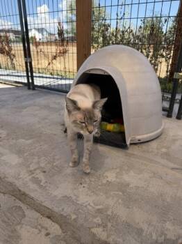 Cookie -  Siamese Cat for Adoption in Lafayette, Colorado - Cookie | PetCurious