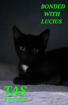 Rescue American Shorthair Cats for Adoption in Eagle Bridge, New York - Tas & Lucius | PetCurious