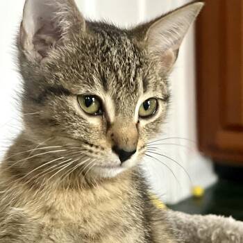 Domestic Short Hair Cats Available for Adoption in Chattanooga, Tennessee - Mezzetta | PetCurious