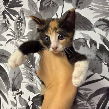 Marni -  Domestic Short Hair Cat for Adoption in Wahiawa, Hawaii - Marni | PetCurious