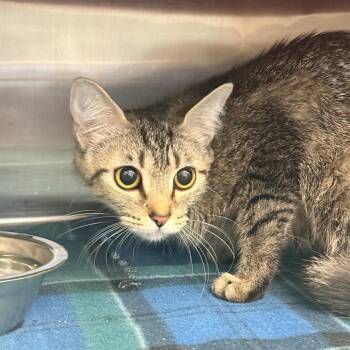 Vivi -  Domestic Short Hair Cat for Adoption in Indianapolis, Indiana - Vivi | PetCurious