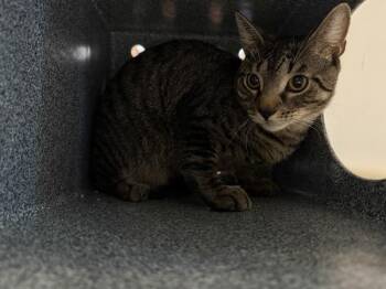 Shimmy -  Domestic Short Hair Cat for Adoption in New York, New York - Shimmy | PetCurious