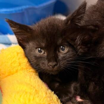 DUNCAN -  Domestic Short Hair Cat for Adoption in Corydon, Indiana - DUNCAN | PetCurious