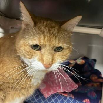 Domestic Long Hair Cats Available for Adoption in Stanhope, New Jersey - Tork | PetCurious