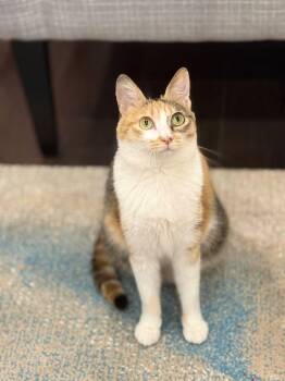 CiCi -  Calico Cat for Adoption in Markham, Ontario - CiCi | PetCurious