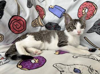 Keaton -  Domestic Short Hair Cat for Adoption in Corpus Christi, Texas - Keaton | PetCurious